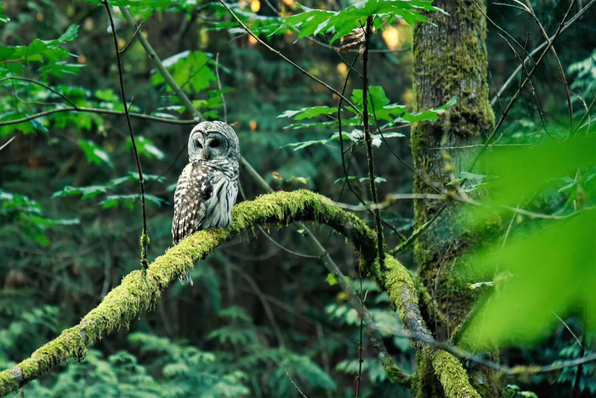 Owl sitting on tree branch keeping watch